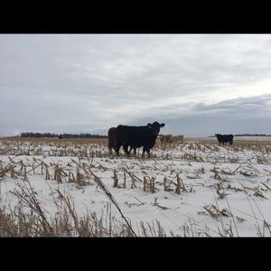 Meet your Posher, Audrey